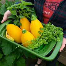 25 golden egg zucchini thumb200
