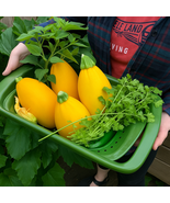 25 Golden Egg Zucchini Squash Seeds, Unique Yellow Summer Squash, Vegetable - €11,14 EUR