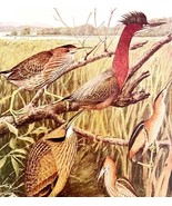 Green Heron And Bitterns 1936 Bird Art Lithograph Color Plate Print DWU12B - $35.07 CAD