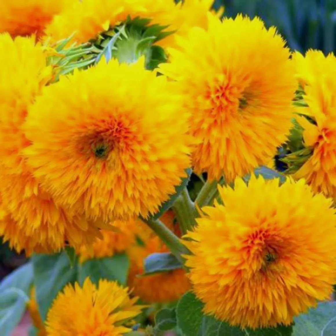 Dwarf Sungold Sunflower- 25 Seeds -BIG FLUFFY TEDDY BEAR HEADS! ! - $13.05