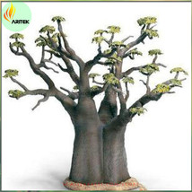 2 Seeds Adansonia Digitata Bonsai African Baobabs Garden - $16.33