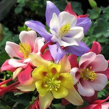 SR12Store 50 Origami Mix Columbine Seeds Flower Perennial Flowers Seed Bloom 138 - £6.82 GBP