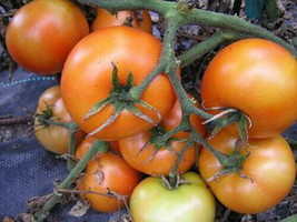 20 Pcs Mountain Princess Tomato Seeds #MNHG - £9.99 GBP