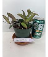 Hoya &#39;Adrift&#39; Rosita in a 4-inch pot. Amazing Vining Hoya!  - $20.95 CAD