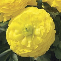 USA SELLER Ranunculus Seeds 25 Pelleted Ranunculus Mache Yellow Seeds - $19.85