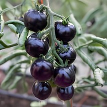 20 Seeds Tomato &#39;Indigo Rose&#39; Organic Fruit - $16.63