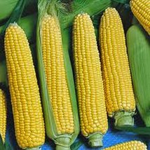 Corn, Golden Beauty, Heirloom, Non-GMO,100 Seeds, Delicious, Golden and ... - $3.99