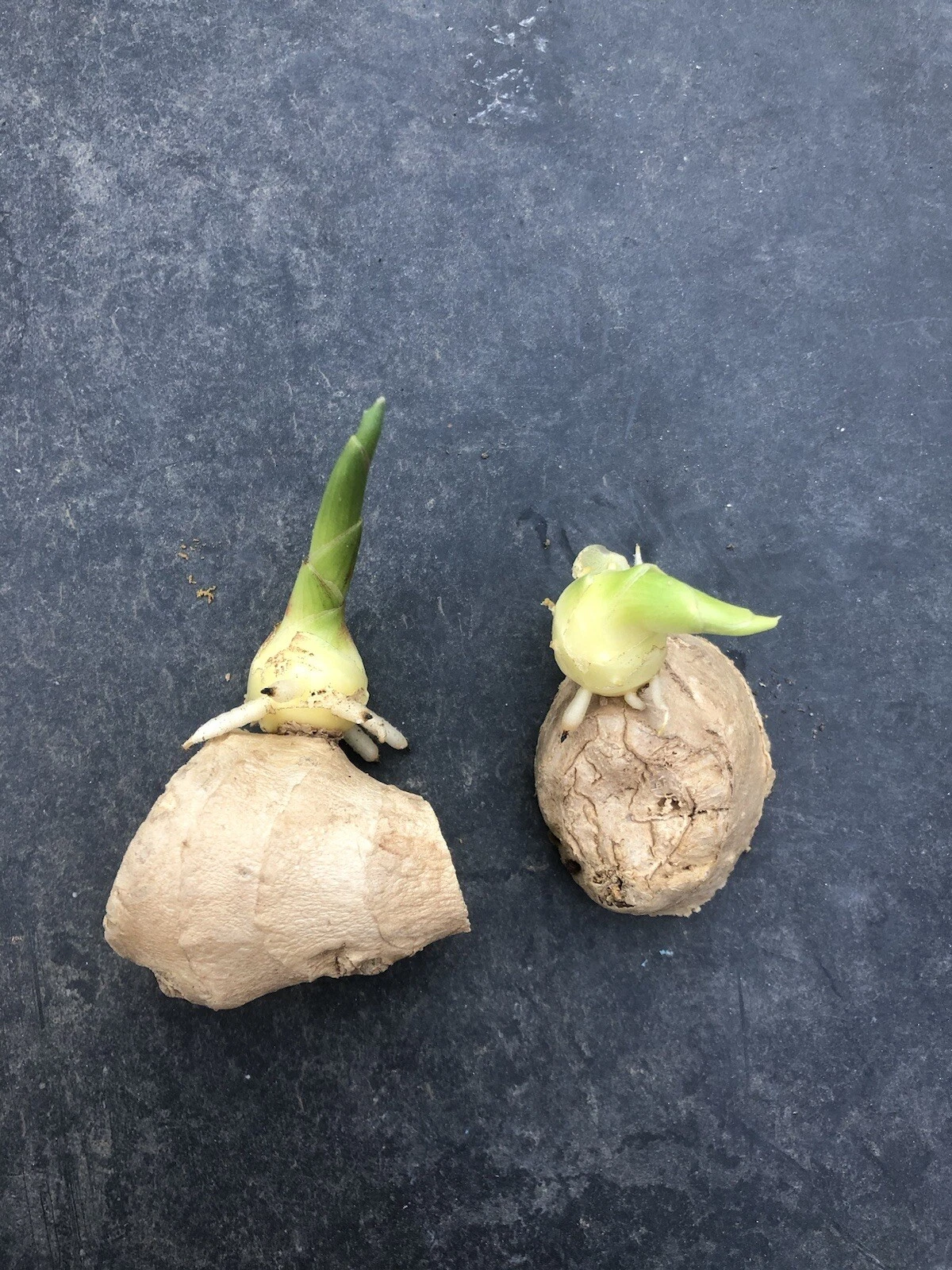 2pcs Sprouted Ginger Cutting Live Rhizomes Ready To Plant - $32.12