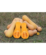 Waltham Butternut Squash - Cucurbita moschata - 20 seeds - €12,78 EUR