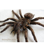 Rusty Birdeater Tarantula Acanthoscurria Ferina XL Real Spider Framed Sh... - $179.86 CAD