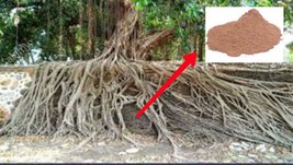 Indian Bargad Bad Jad Banyan Tree Root Powder 50-400GM FREE SHIP - £10.21 GBP+