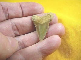 (S-223-T) 1-1/2&quot; Fossil Angustidens Shark Tooth Teeth Jewelry Sharks Megalodon - £23.09 GBP