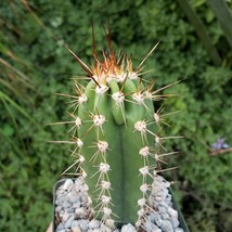 Cacti Neoraimondia neocardenasia herzogiana cactus Succulent real live plant - £31.36 GBP