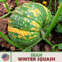 10 Iran Winter Squash Seeds, Heirloom, Non-Gmo From US - £8.84 GBP