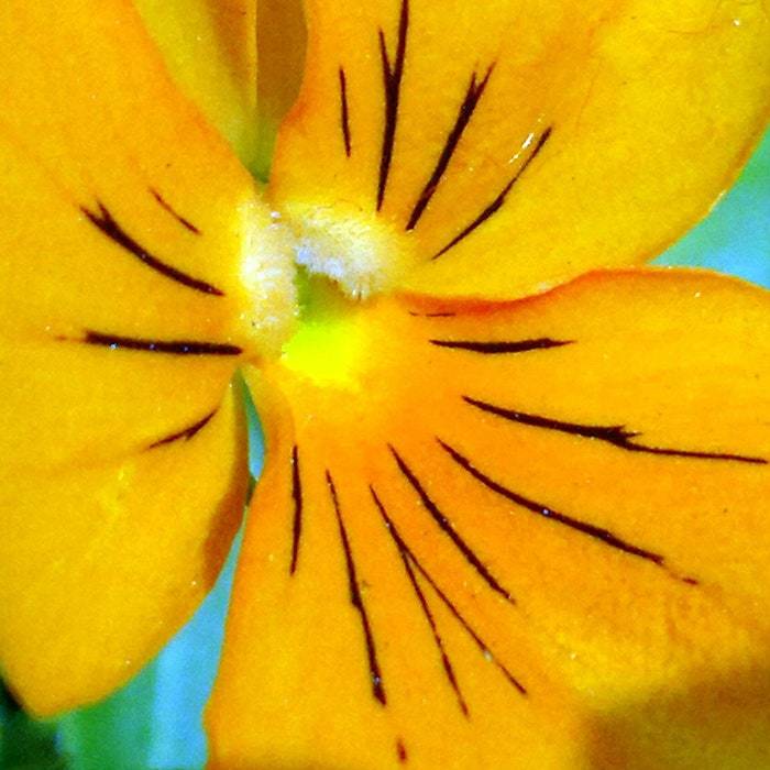 Viola Cornuta Chantreyland Seed Fresh Fast Shipping - $10.18