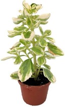 Plectranthus Neochilus Variegated Vicks Swedish Ivy Plant 2.5inPot Live Housepla - £22.02 GBP