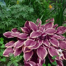 Premium Hosta Plant Seeds – Beautiful Foliage for a Lush Garden Look! - $3.45