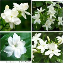 Live Plants 2 to 5&quot; Jasmine Sambac~Maid of Orleans~Tea Jasmine Fragrant Flowers - £7.90 GBP