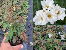 Starter Plant ( 8m ) ( 1 live plant ) White Knock Out® Rose - $37.98