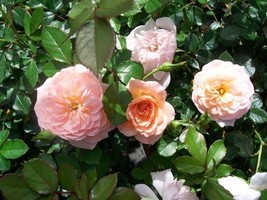 Apricot Drift NEW Groundcover Rose 3 Gal Shrub Plants Plant Disease Resi... - $77.55