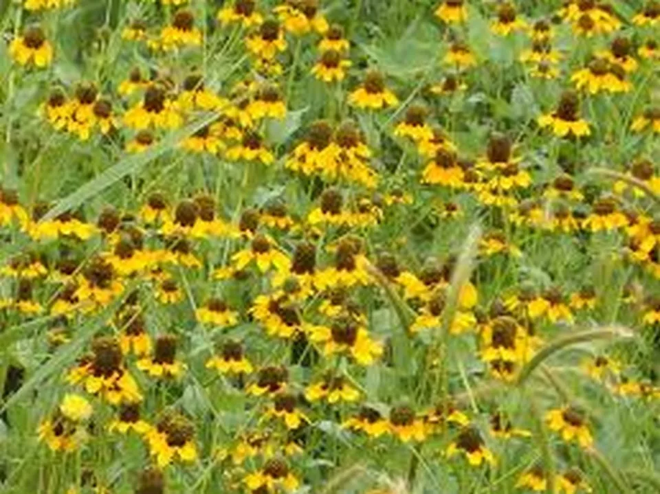 500 Fresh Seeds Coneflower Clasping - £9.27 GBP
