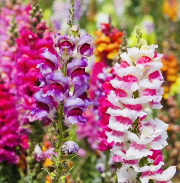 Snapdragon Fairy Bouquet Flower Mix Harvest Fresh Seeds - £9.55 GBP