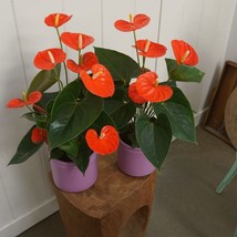 Anthurium Orange Heart Rare Live Houseplant Plant Rooted Cuttings Fast G... - $356.00 MXN+