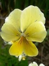  30+ Yellow Sorbet Frost Viola Flower Seeds /  Shade Perennial - $14.57