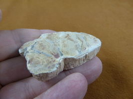 R805-22) genuine fossil Petrified Wood slice specimen Madagascar organic... - $15.99