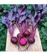 MX Beets Bulls Blood 25 Seeds Heirloom 45 Days Nutritional Ornamental Bu... - $10.09
