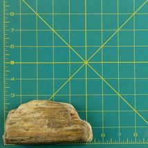 Petrified Wood Beam Fragment 1lb 2.4 oz 5" x 1.25" x 2.75” Stone Rock image 5