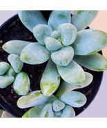 Graptosedum Succulent, Live 2 inch plant, Graptosedum Blue Giant, Sedeveria - £6.38 GBP