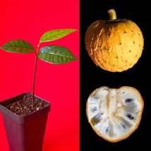 Annona Salzmannii Beach Sugar Apple Potted PLANT Tropical Tree EXTREMELY... - £34.56 GBP