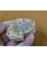 R805-25) genuine fossil Petrified Wood slice specimen Madagascar organic... - $14.95