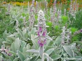 50 Seeds Lamb&#39;s Ear Byzantina - $8.98