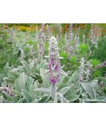 50 Seeds Lamb&#39;s Ear Byzantina - $8.98