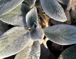 100 Seeds Wolly Lambs Ear Stachys Byzantina Silvery Fuzzy Leaves Purple Flower  - £7.56 GBP