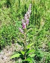 Sale 50 Seeds Pink Steeplebush Hardhack Meadow Sweet Spirea Spiraea Tomentosa Sh - £7.64 GBP