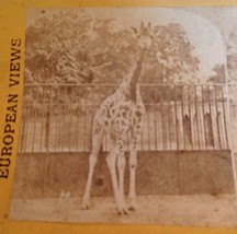 Giraffe Zoological Gardens London European Views Stereoview Photo - £3.22 GBP