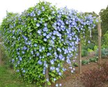 25 Morning Glory Heavenly Blue Seeds  15 Ft Fast Shipping - $8.99