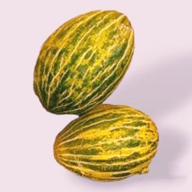 15 Santa Claus Melon Seeds Fruit Piel De Sapo Nongmo - £8.59 GBP