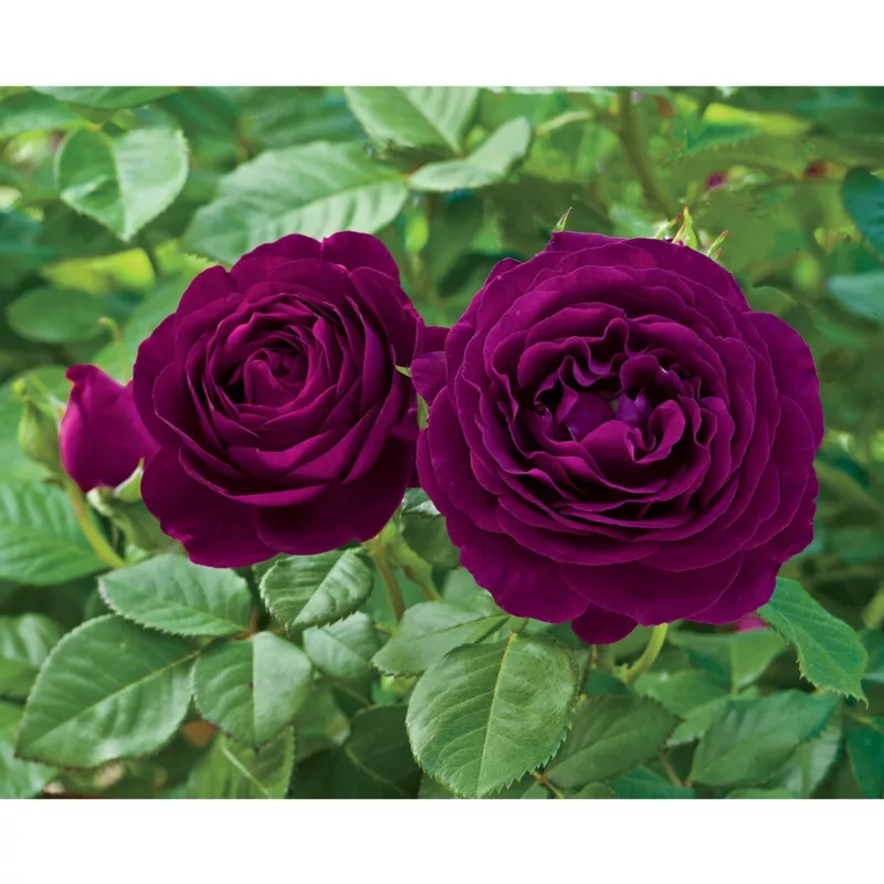 TWILIGHT ZONE Fully Grown Blooming Size Rose Bush Plant - $110.95