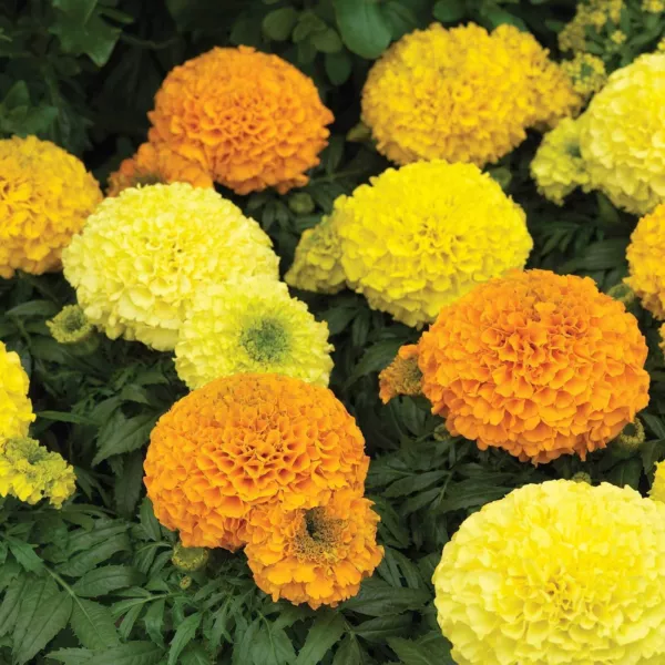 New Fresh African Marigold Flower Garden 50 Seeds Antigua Series Mix Annual - £9.04 GBP