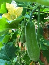 10 Fong Show Hybrid Seeds – Non-GMO Heirloom Fuzzy Gourd, Mao Gua Mokwa - $7.96