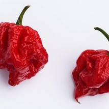 New Fresh USA Seller Carolina Reaper Chili Pepper Seeds World Record Hot Peppers - $9.00