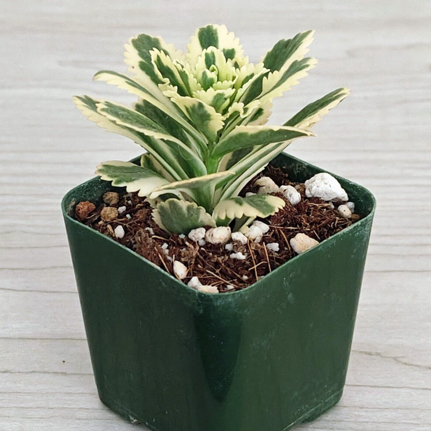 Succulent Plant - Sedum Takesimense : Atlantis Stonecrop - Live Plant In... - $16.50