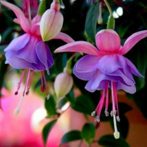 50pcs/bag Fuchsia Seeds Potted Flowers seeds,bonsai seeds.#6100 - $5.65