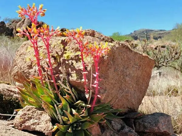 Dudleya Collomiae Saxosa Gila County Liveforever 20 Seeds Fresh Garden - £25.24 GBP