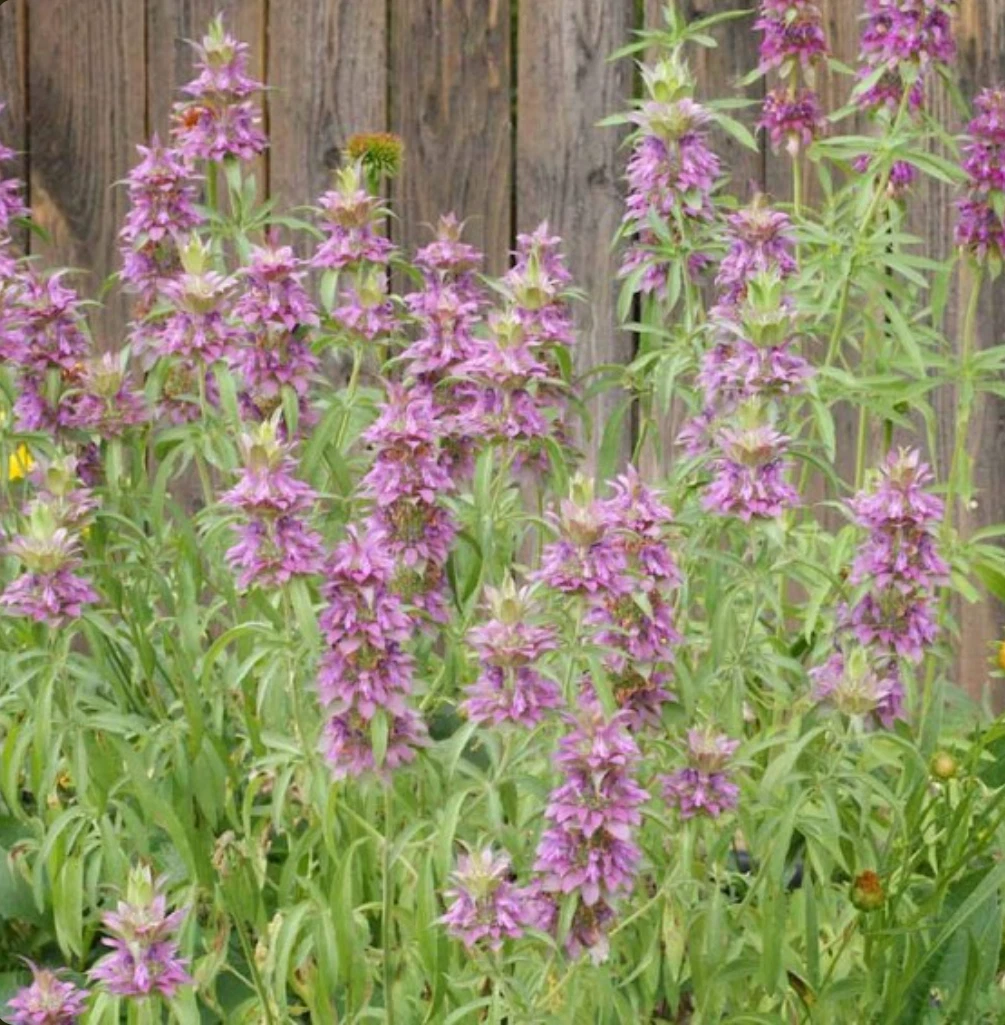 Lemon Mint Seeds, Monarda citriodora, Lemon Horsemint, NON-GMO, - $5.24