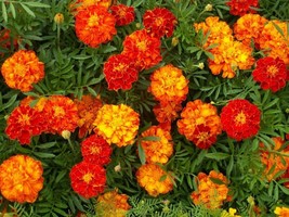 TeL Marigold Seeds 150+ French Sparky Mix Flower Tagetes US WILDFLOWER - £2.38 GBP